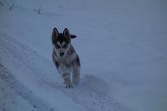 Sur la neige, c'est bien aussi.