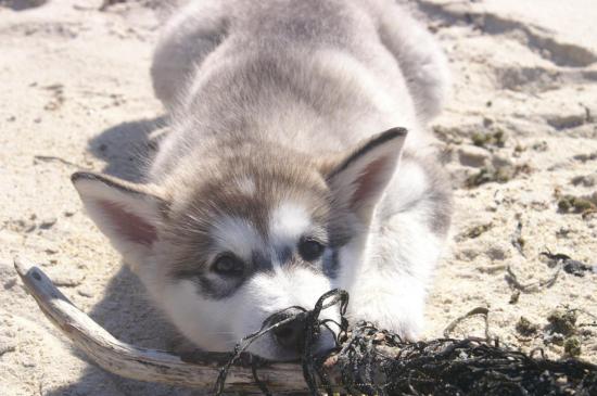 Apache à la mer