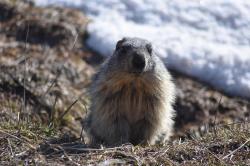 Les marmottes sont réveillées